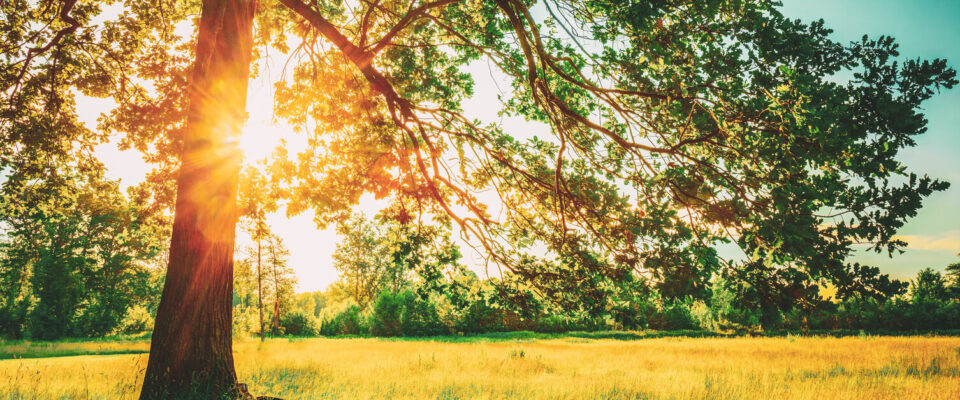 Going Green! Renewable Fuels